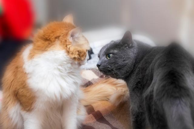 Foto Gatto dominante: cosa fare?