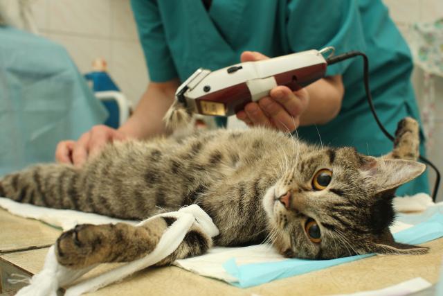 Castrare Un Gatto Maschio Mondopetsit