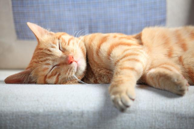 Perchè Il Mio Gatto Dorme Tanto Mondopetsit