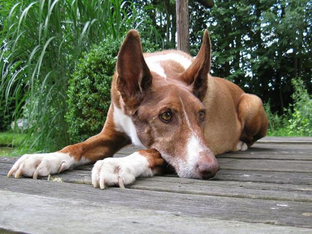 Foto Cane salva bambina di 2 anni dispersa