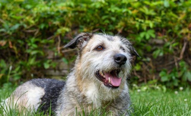 Foto Tumore milza cane: cause, sintomi e trattamento