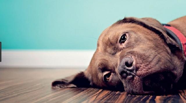 Foto Avvelenamento da glicole etilenico (antigelo) nei cani