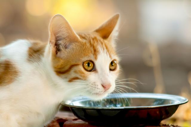 Foto Diabete nel Gatto: cosa fare?