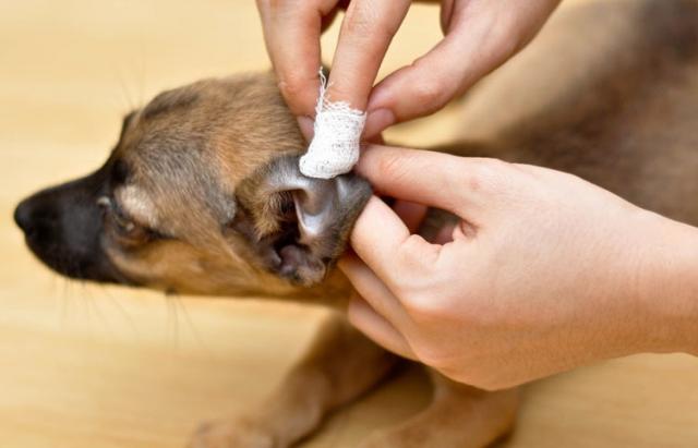 crosta nellorecchio del cane crosta nellorecchio del cane