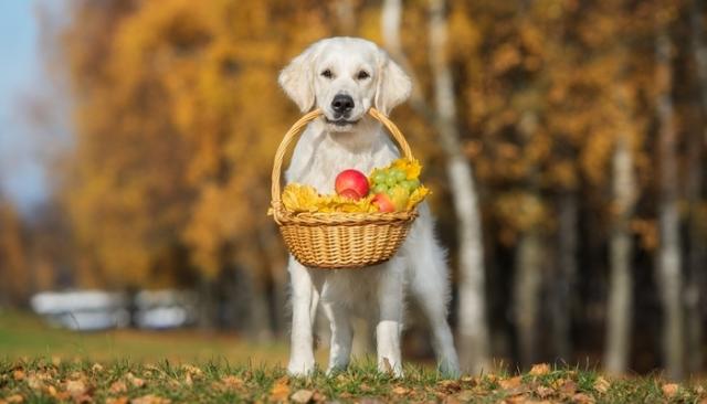 https://www.mondopets.it/images/tag/1656/f_15110982014_l.jpg