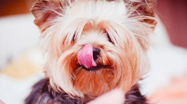 Foto Cibo per cani allergici