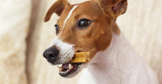 Foto Quando dare snack al Cane?