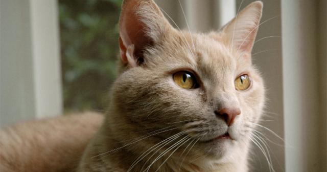 Foto Intestino irritabile Gatto: cause, sintomi e trattamento