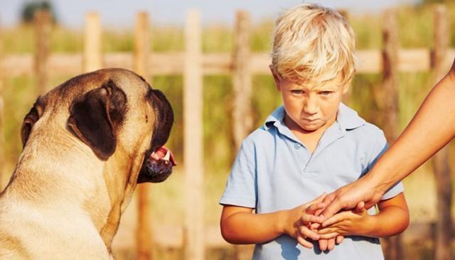 Foto Come superare la paura per i cani