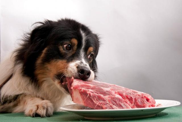 Foto Dieta BARF Cane: alcuni consigli