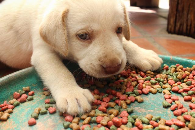 Foto Bisogni nutrizionali del cane: Proteine