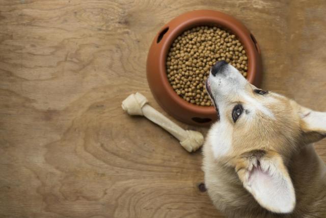 Foto Cibo Light per cani