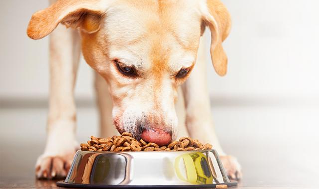 Foto Cibo Biologico per cani: alcuni consigli
