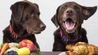 cibo vegetariano cane