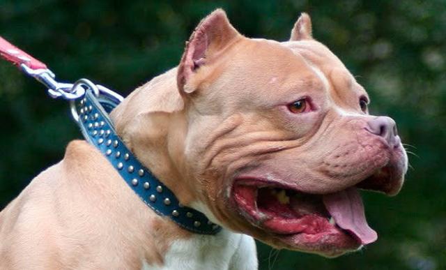 pitbull di razza