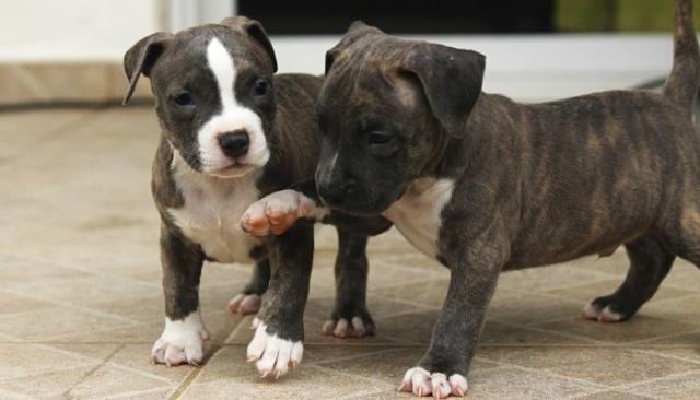 cuccioli di pitbull