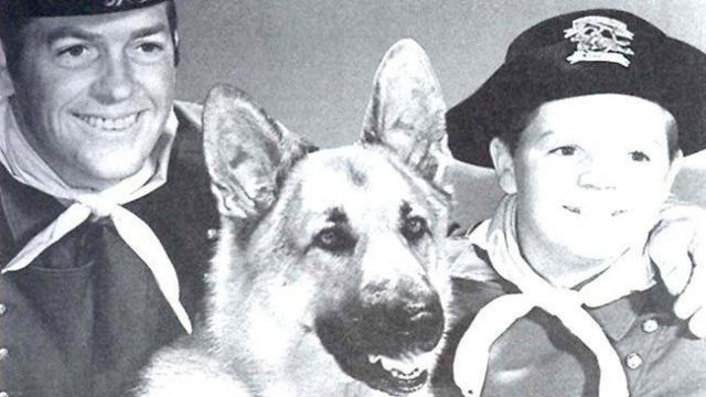 rin tin tin