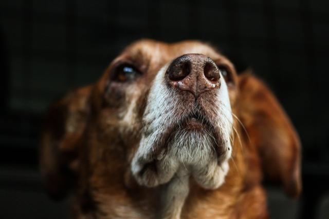 ascesso alla prostata cane ascesso alla prostata cane