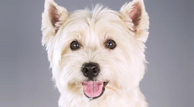 Westie bianco