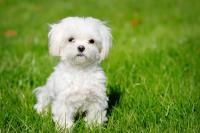 Bichon Maltese bianco