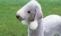 Bedlington Terrier bianco
