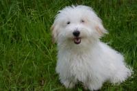 Coton de Túlear bianco
