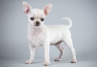 Chihuahua bianco