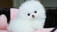 Pomerania bianco