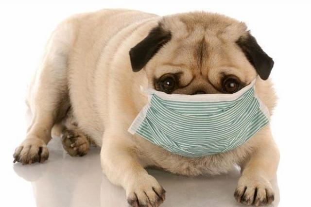 i nematodi possono diffondersi dai cani agli umani