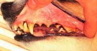 foto problemi denti cane