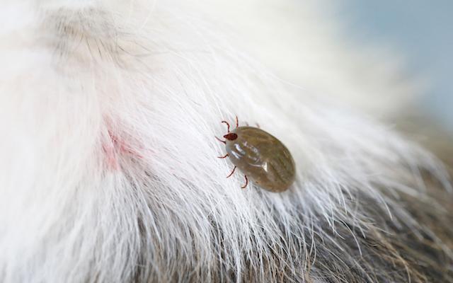 Foto Ehrlichiosi nei Cani: un'infezione causata dalle zecche
