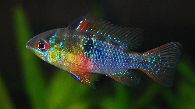 pesce Ram blu tedesca