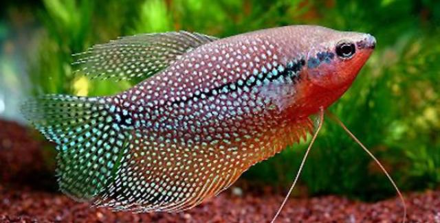 pesce Gourami