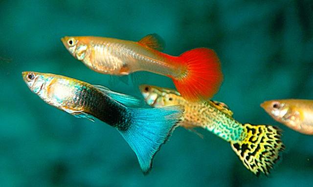pesce Guppy
