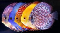 pesce discus