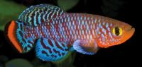 pesce Killifish