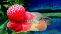 pesce Flowerhorn