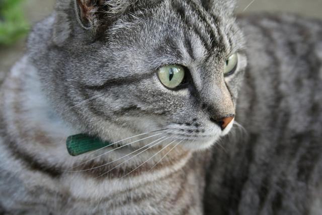 Foto Creatina alta nei Gatti: sintomi e trattamento
