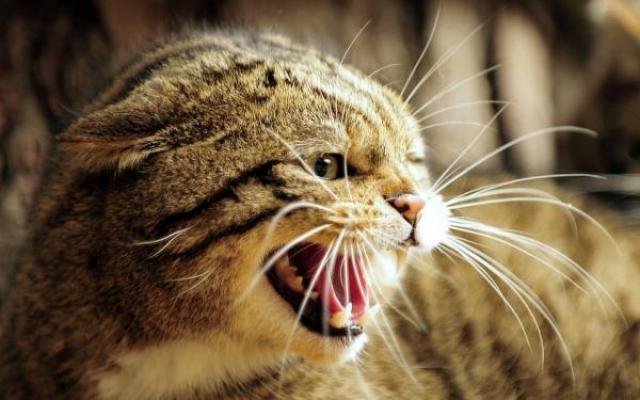 Foto Perchè il gatto sbuffa?