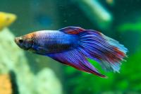 pesce betta acquario