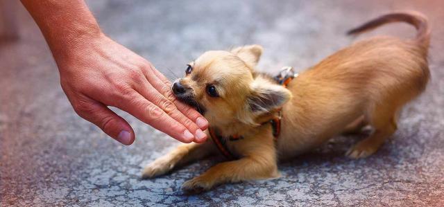 Foto Morso del Cane: sintomi e trattamento