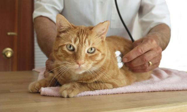 Foto Rabbia nel Gatto: sintomi e trattamento