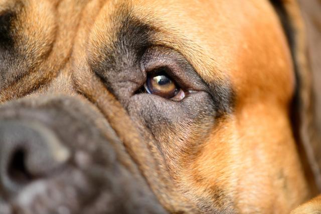 Foto Pupille dilatate nel Cane (Anisocoria)