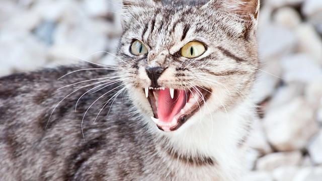 Foto Perchè il Gatto sibila?