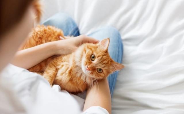 Foto 11 motivi per cui i Gatti fanno bene alla salute