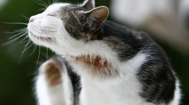 Foto Micosi nel Gatto: cause, sintomi e cure
