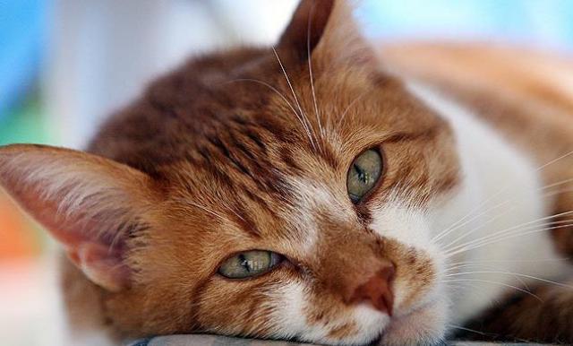 Foto 5 problemi agli occhi nel Gatto