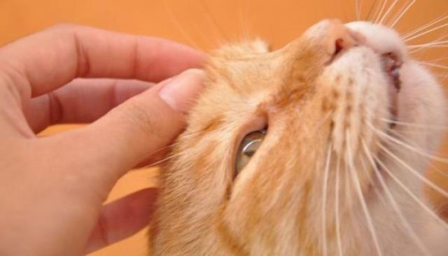 Foto Ulcera eosinofila nei Gatti: sintomi e trattamento