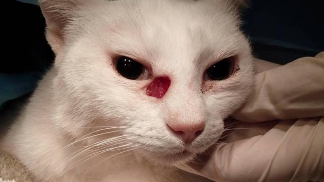 Foto Carcinoma a cellule squamose nei Gatti