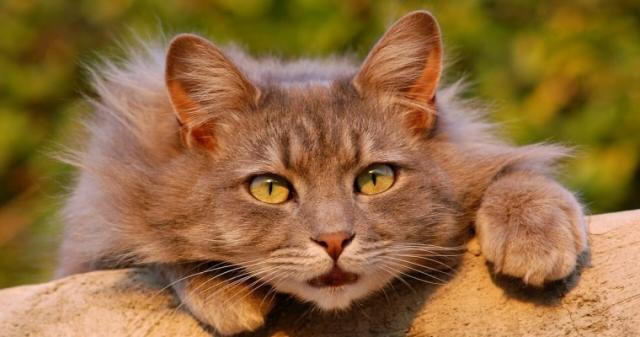 Foto Perchè i Gatti miagolano?